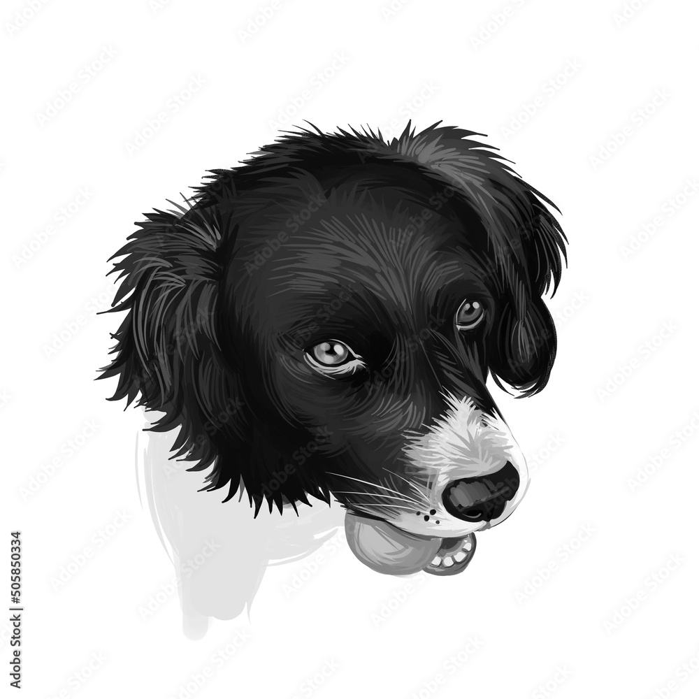 Drentsche Patrijshond, Drentscher Huhnerhund, Dutch Partridge dog digital art illustration isolated on white background. Netherlans origin dog. Cute pet hand drawn portrait. Graphic clip art design. Drentsche Patrijshond, Drentscher Huhnerhund, Dutch Partridge dog digital art illustration isolated on white background. Netherlans origin dog. Cute pet hand drawn portrait. Graphic clip art design.