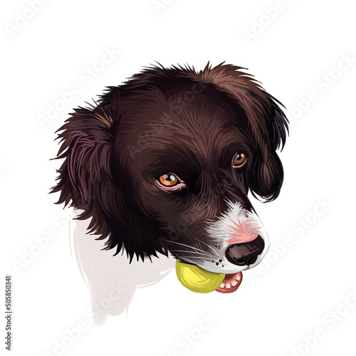 Drentsche Patrijshond, Drentscher Huhnerhund, Dutch Partridge dog digital art illustration isolated on white background. Netherlans origin dog. Cute pet hand drawn portrait. Graphic clip art design. photo