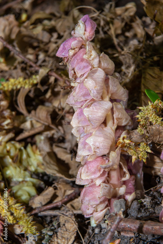 grow toothwort in natural habitat on spring, Lathraea squamaria photo