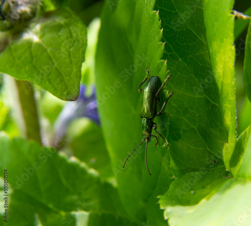 Big golden-green beetle Spanish Fly, cantharis lytta vesicatoria. The source of the terpenoid cantharidin, a toxic blistering agent once used as an aphrodisiac