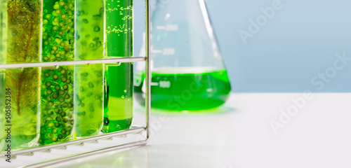 Algae fuel biofuel industry lab researching for alternative to fossil algae fuel or algal biofuel. photo