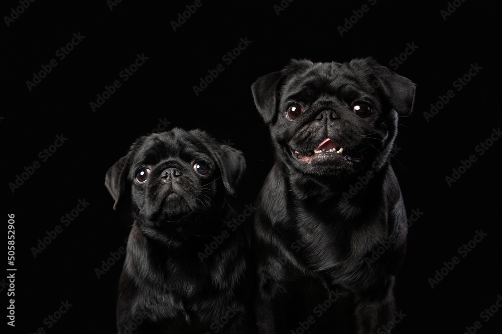 two charming black pugs on a black background. Pet portrait in studio