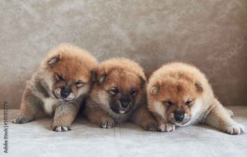 Little Shiba Ina puppies lie on the sofa in the room
