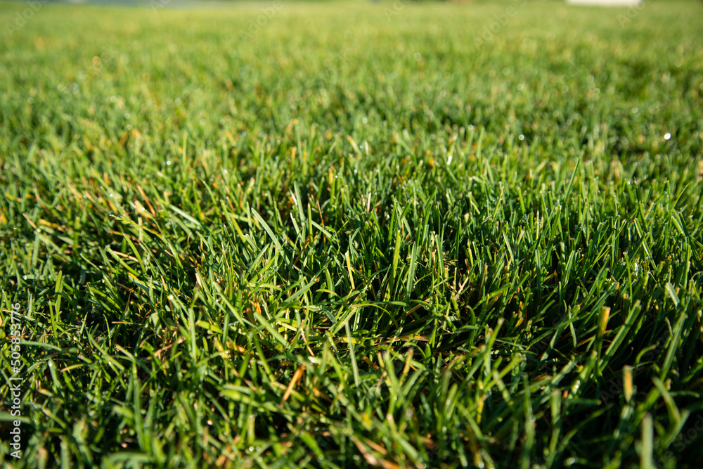 Green lawn background. Beautiful grass.