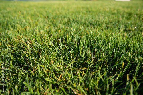 Green lawn background. Beautiful grass.