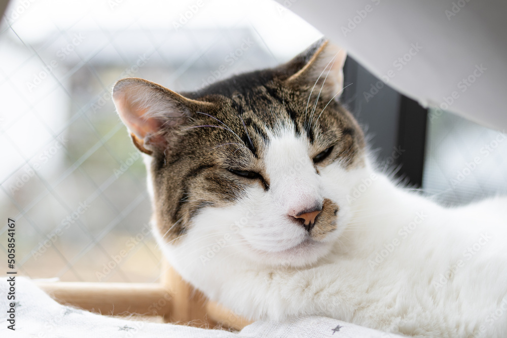 くつろぐ猫 キジトラ白 Stock 写真 Adobe Stock