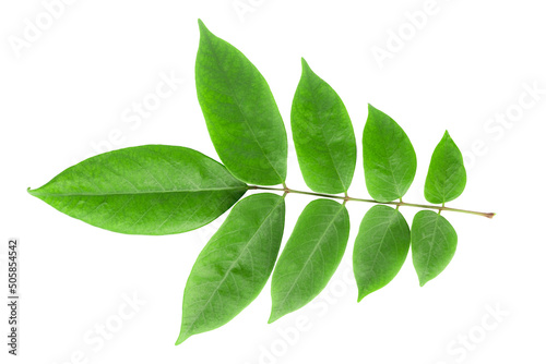 green leaves isolated on a white background