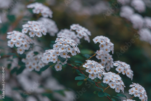 Branches of flowering spirea arguta (bride's wreath). Nature background. White flowers. Close-up. natural floral textures