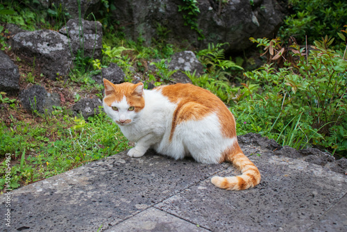 A vigilant stray cat in the park. © loveallyson