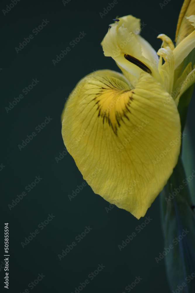 Φωτογραφία Macro image of the petal of a  flag Iris growing in the Nature Reserve of Breney