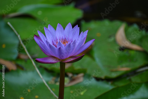 Close up shot of blue lotus(The Egyptian Dream Flower) with stem and green leaves in pond