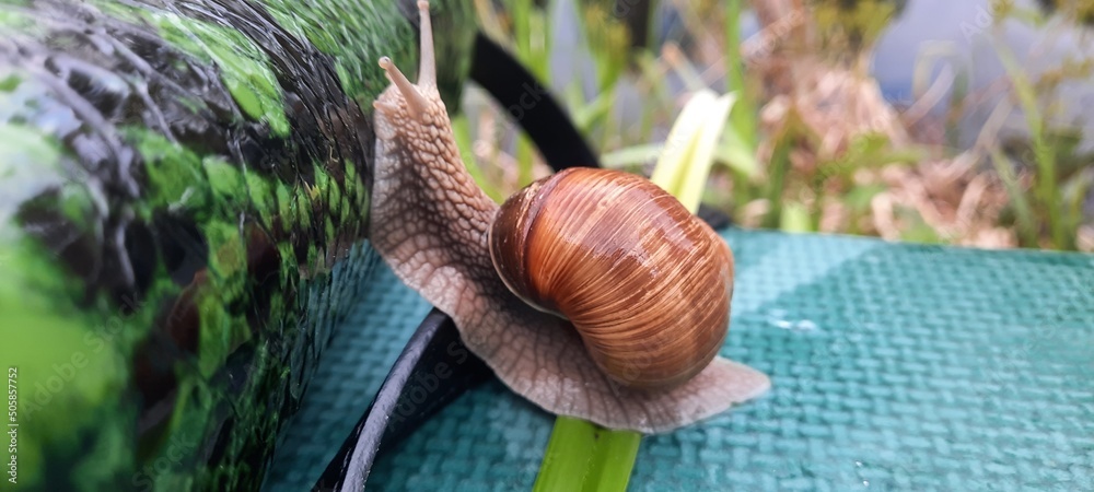 snail snail