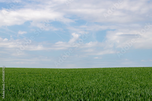 Selective focus of rye grain plant on the field under blue sky and white cloud, Young ears of green wheat in the farm in spring, Agriculture industry in countryside, Nature pattern background.