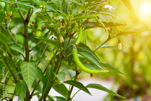 Chilli tree in the garden, Organic chillies vegetabal plantingin farm. photo