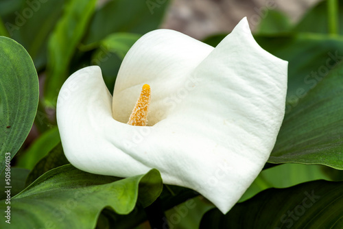 Fototapeta Naklejka Na Ścianę i Meble -  Zantedeschia odorata a spring summer flowering plant with a white summertime flower commonly known as arum lily, stock photo image