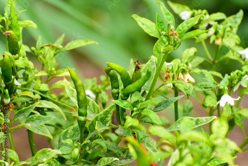 Chilli tree in the garden, Organic chillies vegetabal plantingin farm. photo