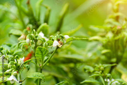 Chilli tree in the garden, Organic chillies vegetabal plantingin farm. photo