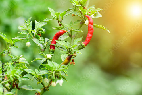 Red Chilli tree in the garden , Organic chillies vegetabal plantingin farm in India. photo