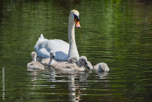 Fototapeta Naklejka Na Ścianę i Meble -  Newly born mute swan cygnets go for a swim in a park lake with their mother.