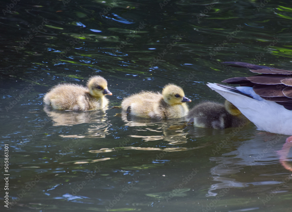 Very young greylag goose babies swim with their mother in a park lake. Very young greylag goose babies swim with their mother in a park lake.