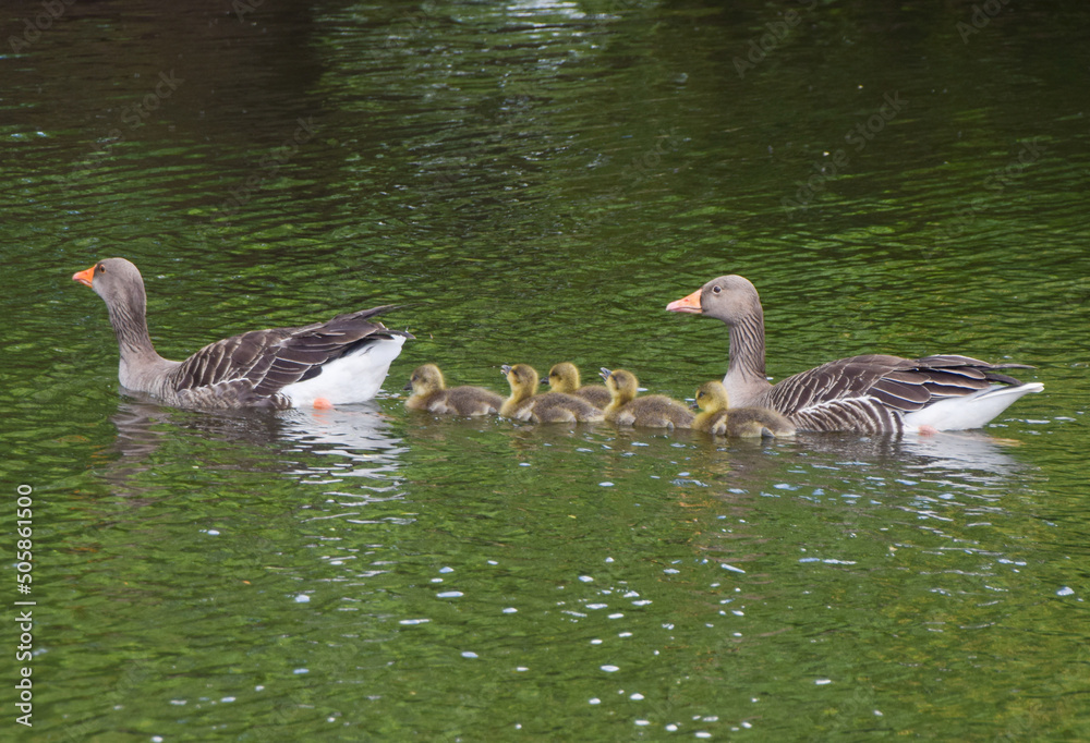 Very young greylag goose babies swim with their parents in a park lake. Very young greylag goose babies swim with their parents in a park lake.
