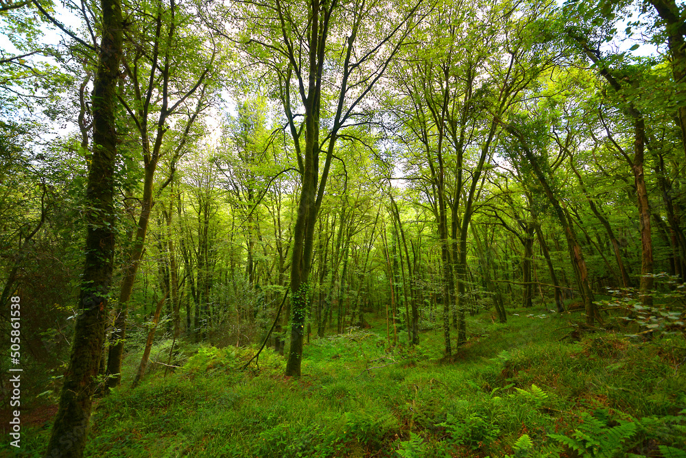 Fototapeta premium Le Faouet - forêt