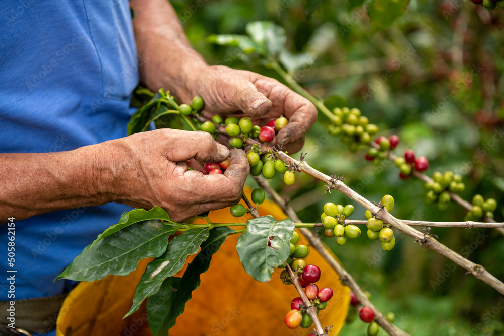 A close up view of a arabica coffee farmer's hands picking ripened beans of a plant on his farm in Colombia, South America A close up view of a arabica coffee farmer's hands picking ripened beans of a plant on his farm in Colombia, South America