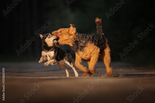 Mongrel dog and airedale terrier run along the road