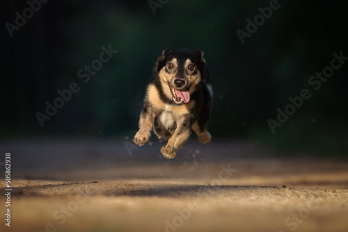Mongrel dog runs along the road