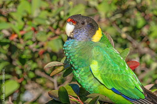 Australian Ringneck or Twenty-eight Parrot