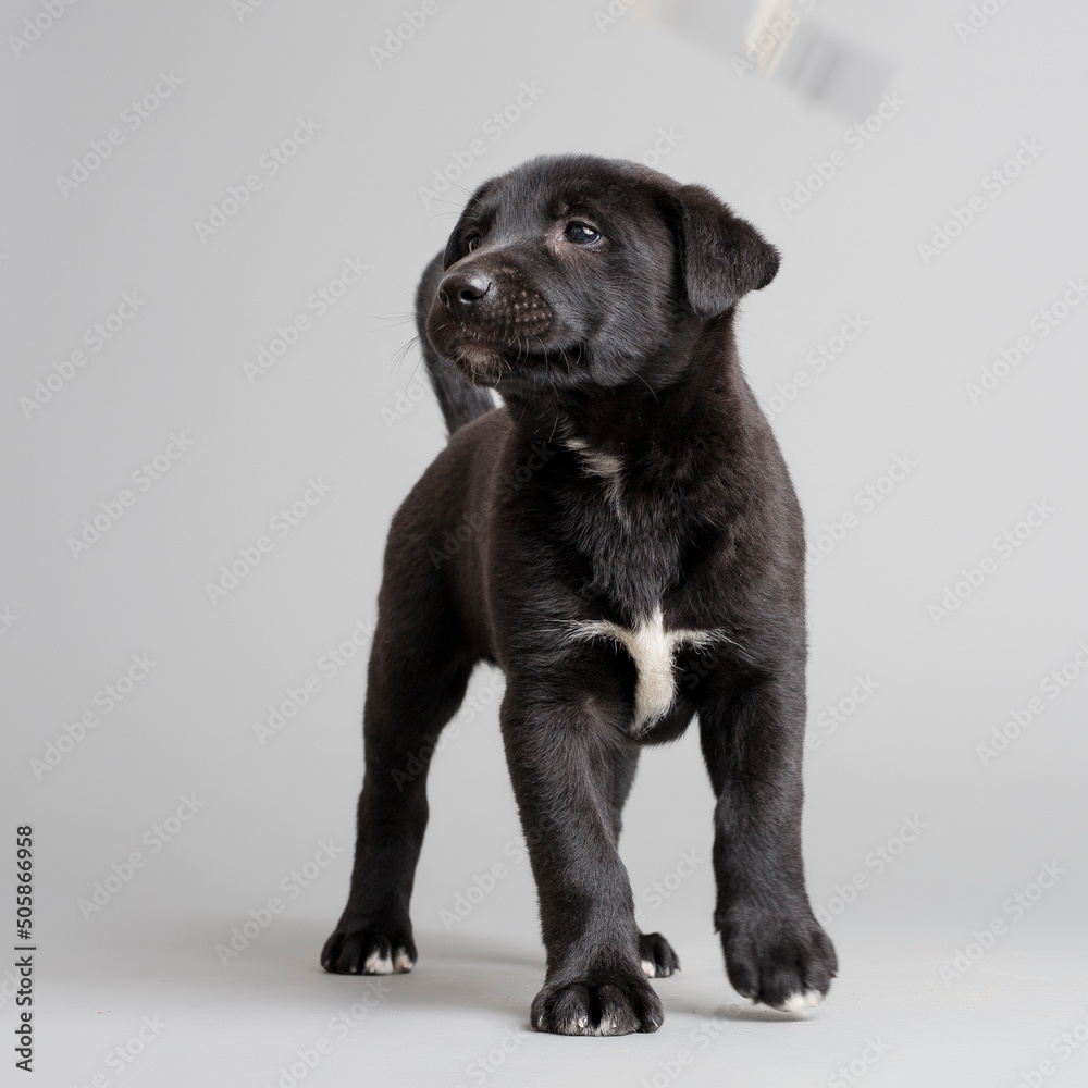 small black dogs small black dogs
