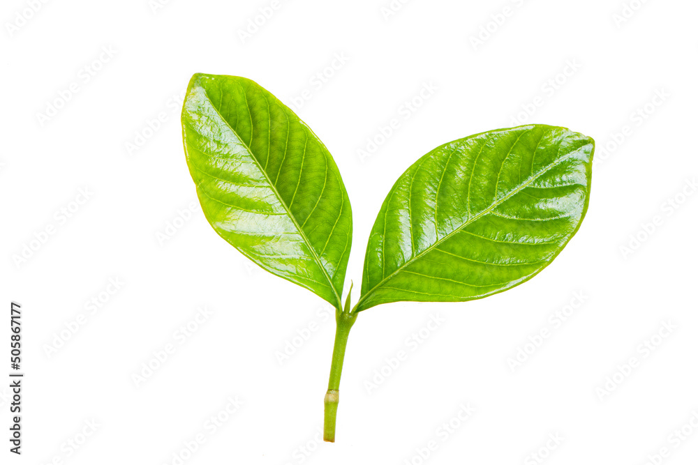 クチナシの新緑の葉