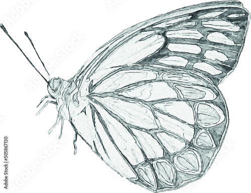 Pencil drawing of a butterfly. Insect sketch. Handmade drawing. For invitations, postcards, design. Engraving. Kraft.