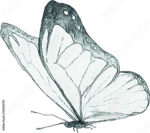 Pencil drawing of a butterfly. Insect sketch. Handmade drawing. For invitations, postcards, design. Engraving. Kraft.