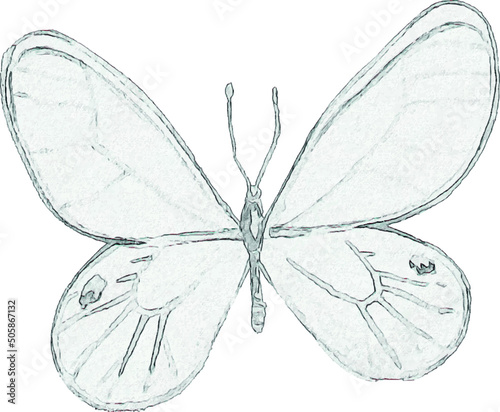 Pencil drawing of a butterfly. Insect sketch. Handmade drawing. For invitations, postcards, design. Engraving. Kraft.