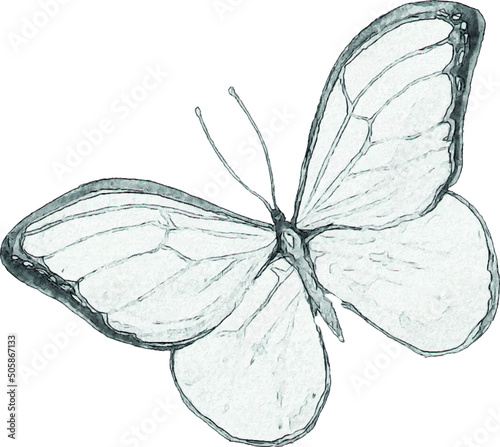 Pencil drawing of a butterfly. Insect sketch. Handmade drawing. For invitations, postcards, design. Engraving. Kraft.