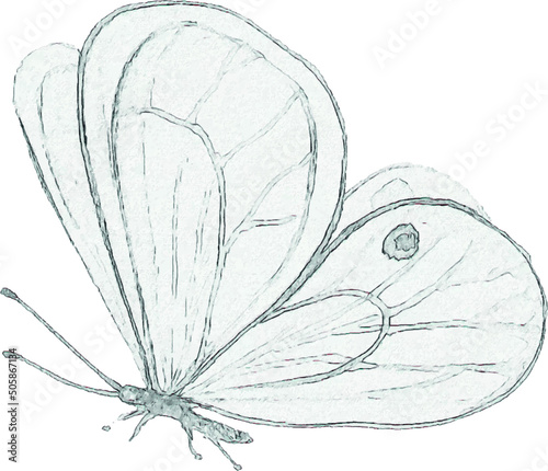 Pencil drawing of a butterfly. Insect sketch. Handmade drawing. For invitations, postcards, design. Engraving. Kraft.