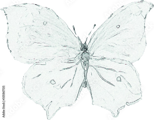 Pencil drawing of a butterfly. Insect sketch. Handmade drawing. For invitations, postcards, design. Engraving. Kraft.