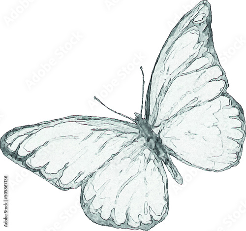 Pencil drawing of a butterfly. Insect sketch. Handmade drawing. For invitations, postcards, design. Engraving. Kraft.