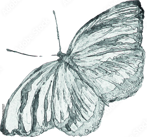 Pencil drawing of a butterfly. Insect sketch. Handmade drawing. For invitations, postcards, design. Engraving. Kraft.