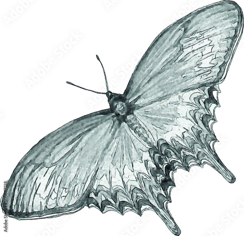 Pencil drawing of a butterfly. Insect sketch. Handmade drawing. For invitations, postcards, design. Engraving. Kraft.
