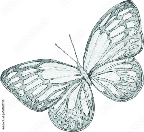 Pencil drawing of a butterfly. Insect sketch. Handmade drawing. For invitations, postcards, design. Engraving. Kraft.