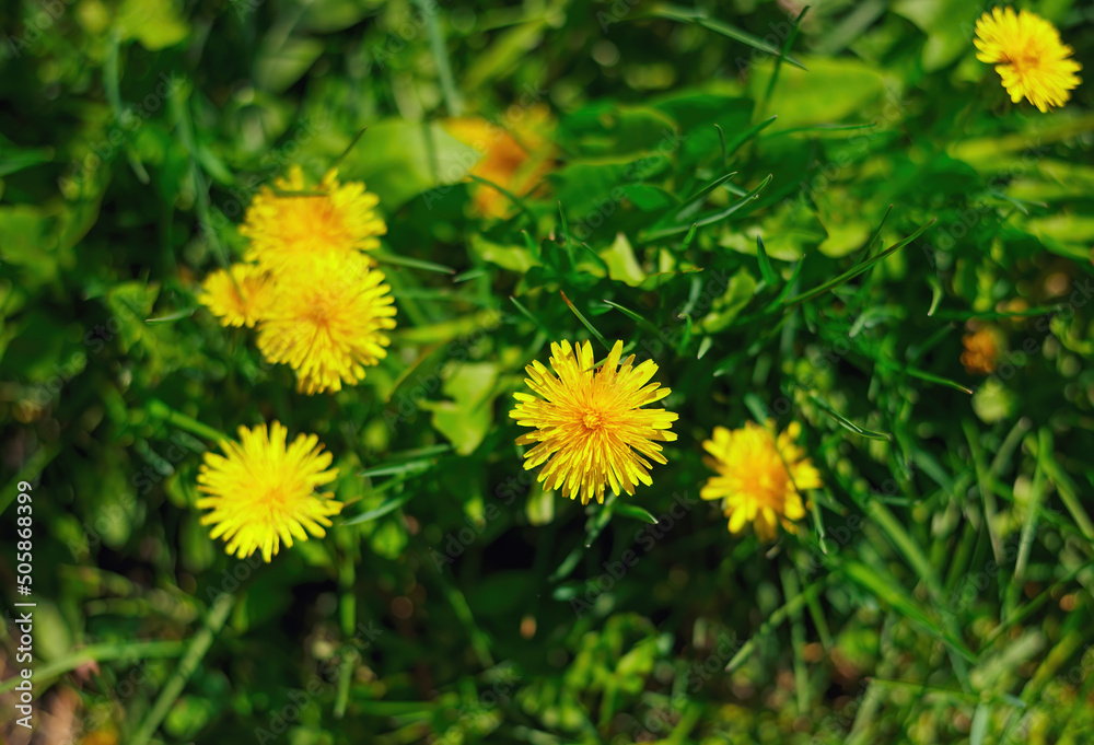 fragile one yellow dandelion. Beauty of nature fragile one yellow dandelion. Beauty of nature