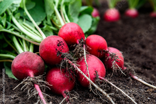 Vászonkép Fresh radish harvest on soil in garden.