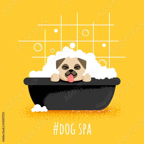 Fototapeta cute dog pug who washes in the bathtub with foam