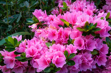 Acrylglasbilder Azalee Pinke Azaleenblüten im Sydney-Garten  © KarinD