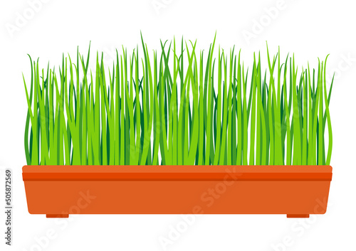 Fresh green grass in a rectangular pot. Young green grass in pot. Indoor, houseplant for interior decoration. Home decor element. Symbol of growth and ecology. Vector realistic illustration, isolated