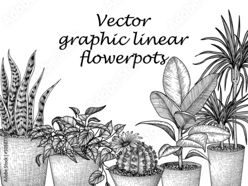 Vector illustration of flower pots in engraving style. Graphic linear dracaena, lobivia cactus, sansevieria, ficus, scindapsus