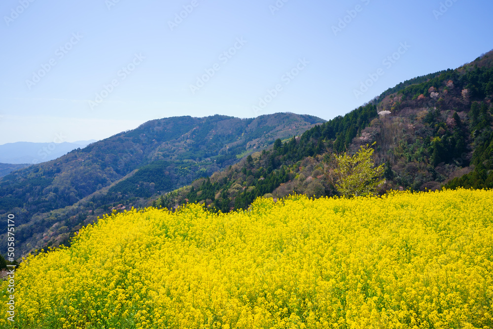 菜の花畑 広棚花の里からの眺望(徳島県美馬市) 菜の花畑 広棚花の里からの眺望(徳島県美馬市)