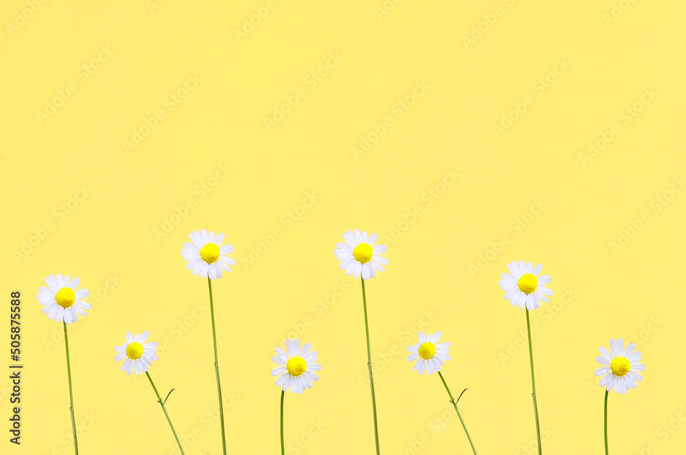 white daisies on a yellow background.